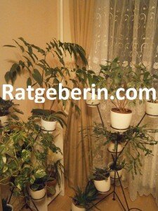 Grüner wohnen mit Pflanzen und Wintergärten